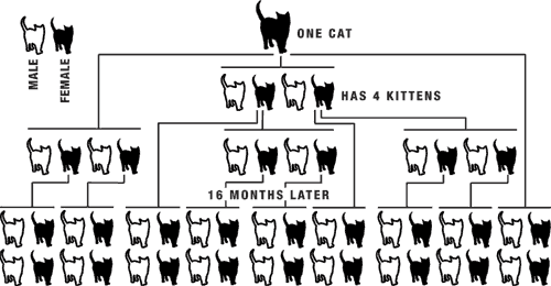 Cat Overpopulation Chart